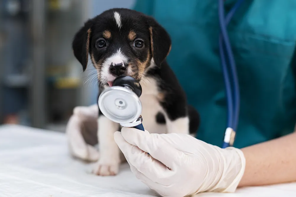 Img Seguro de mascotas